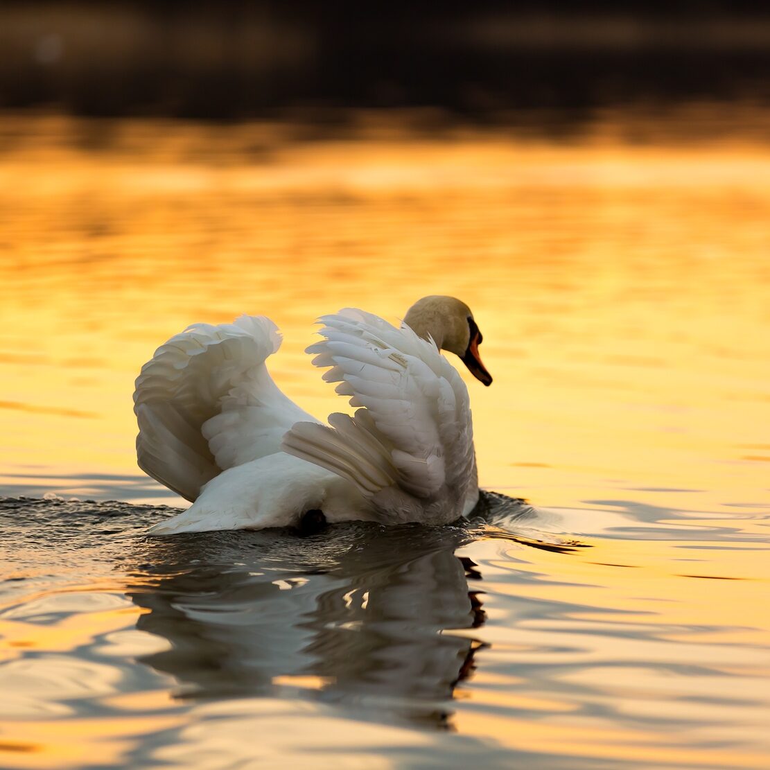 Beautiful sunset or sunrise lake with swan. Mazury lake district landscape with beautiful swan. Nature photography calm scene with golden light.